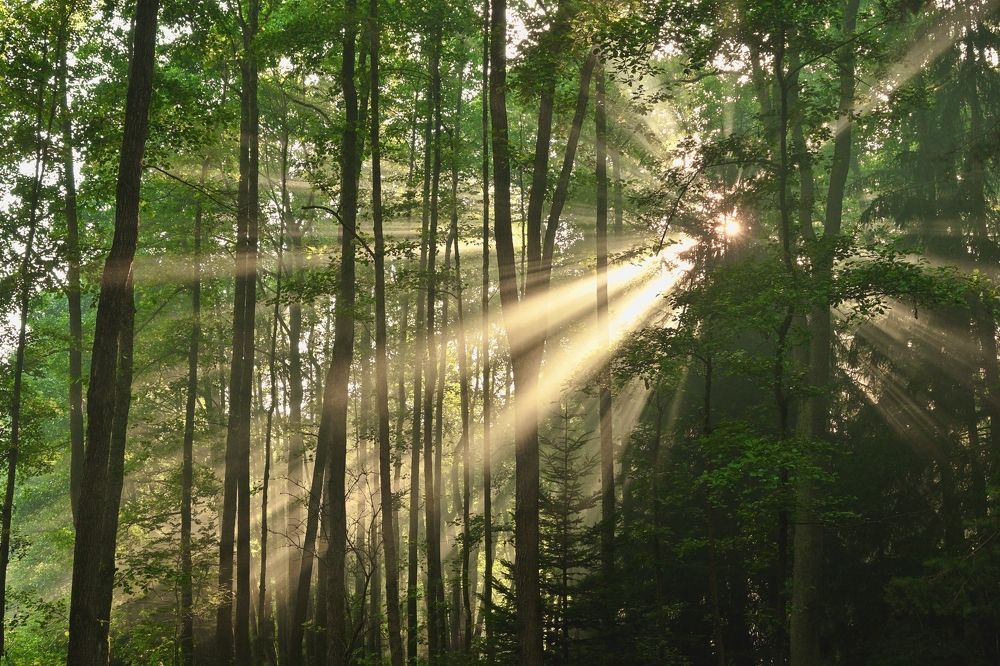 Photograph by Jan Musil