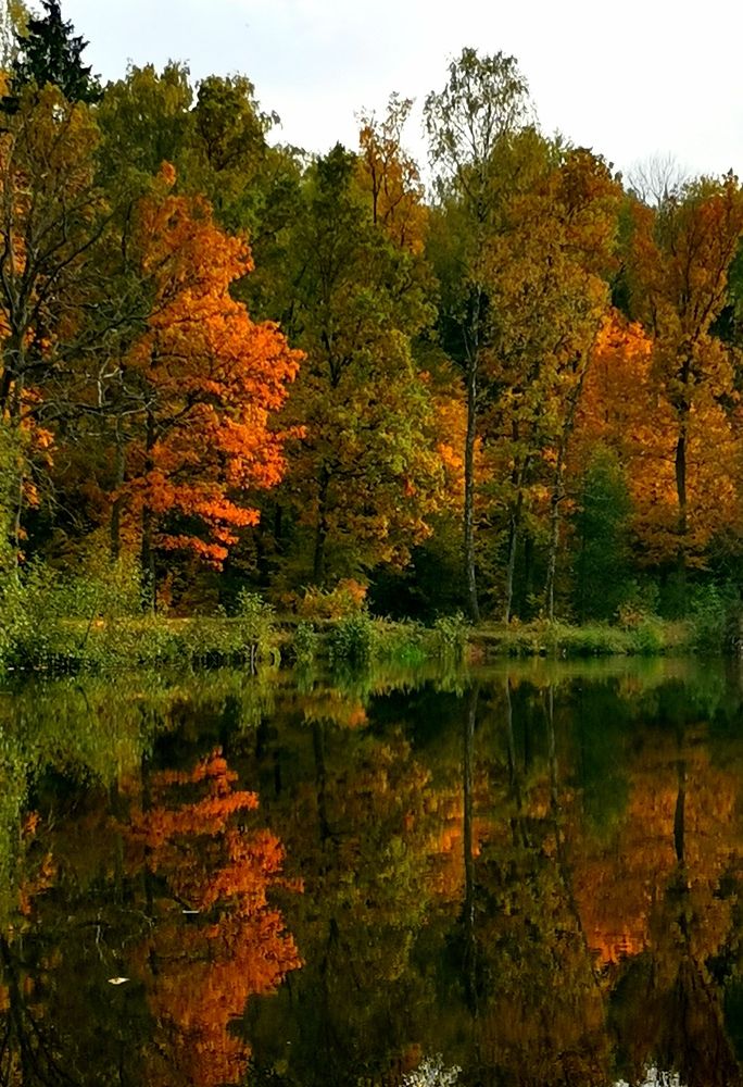 Осень под водой.