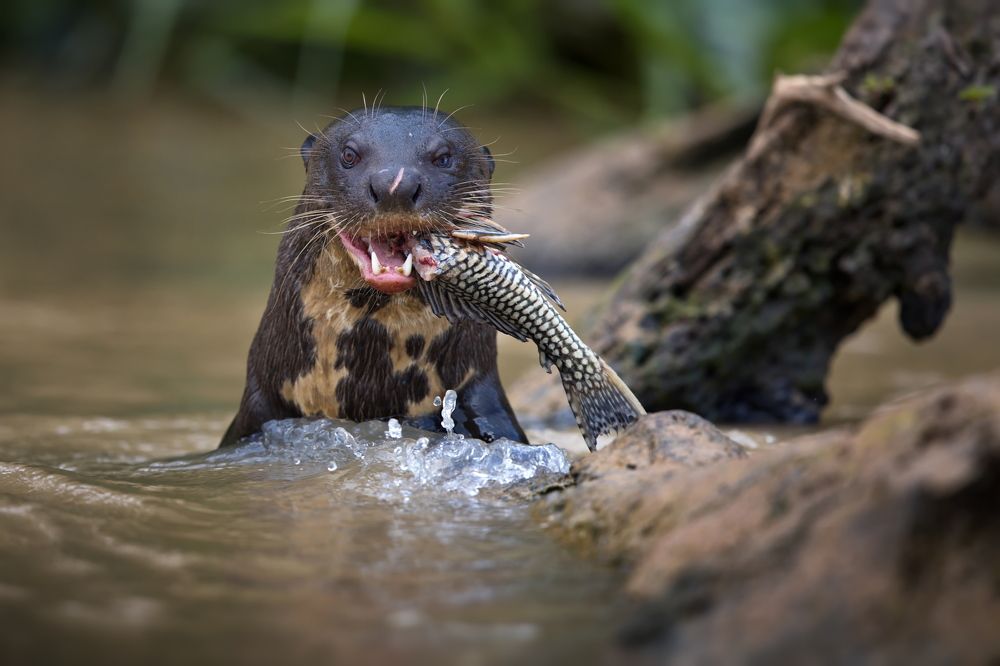 Удачная рыбалка