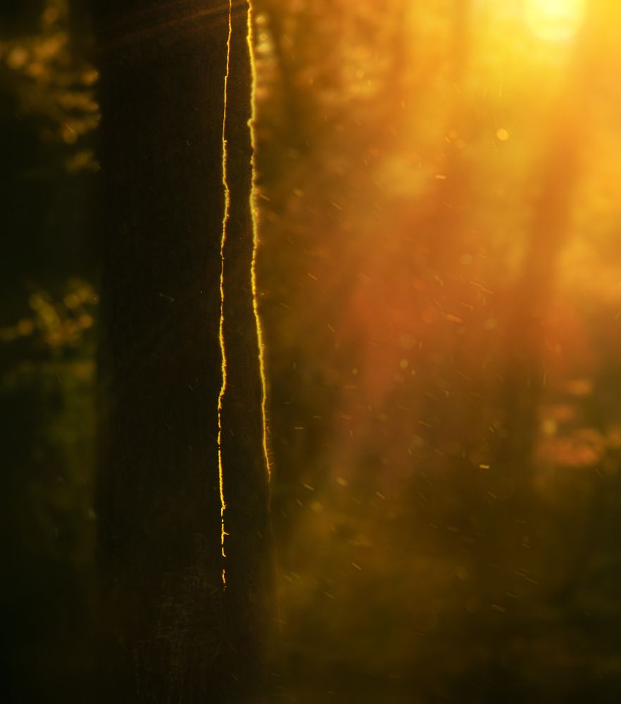Photograph by Mojtaba Chenari