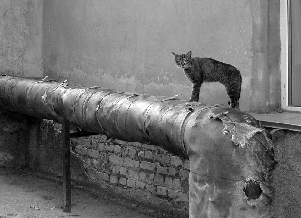 Photograph by Елена Куннова