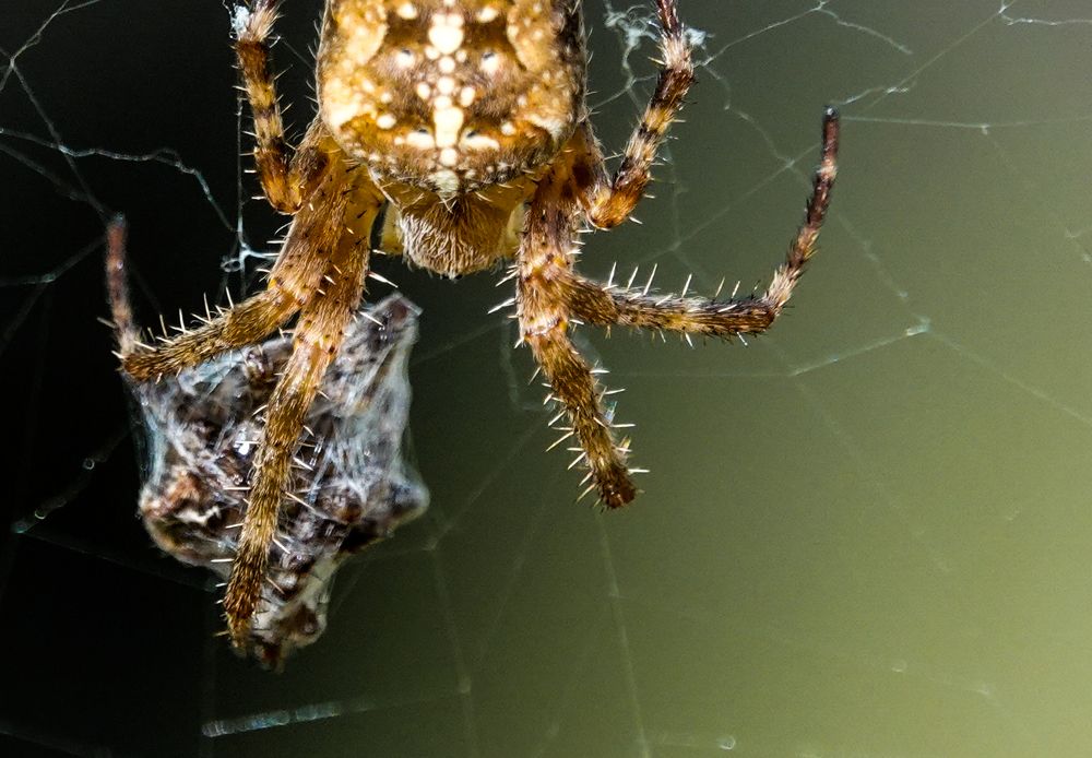 Фотография автора Юлия Воронова