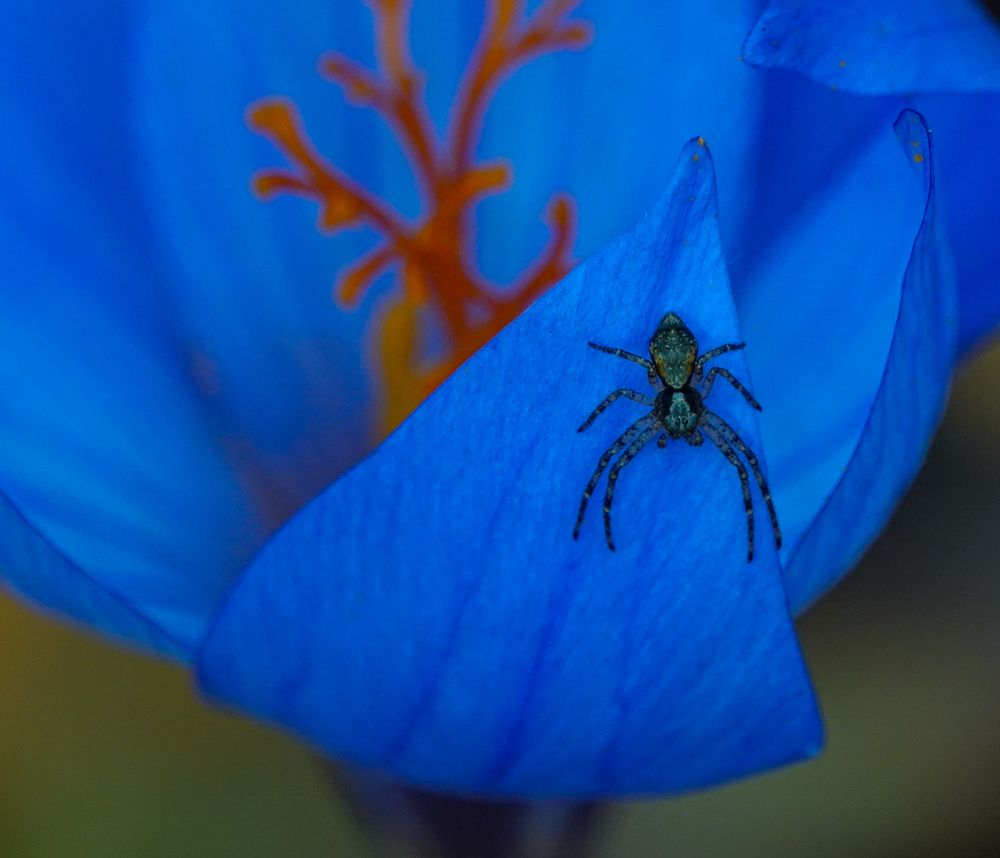 Фотография автора Юлия Воронова