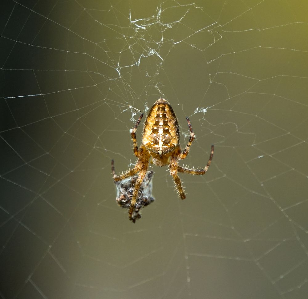 Фотография автора Юлия Воронова