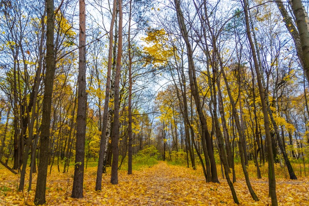 Autumn Forest