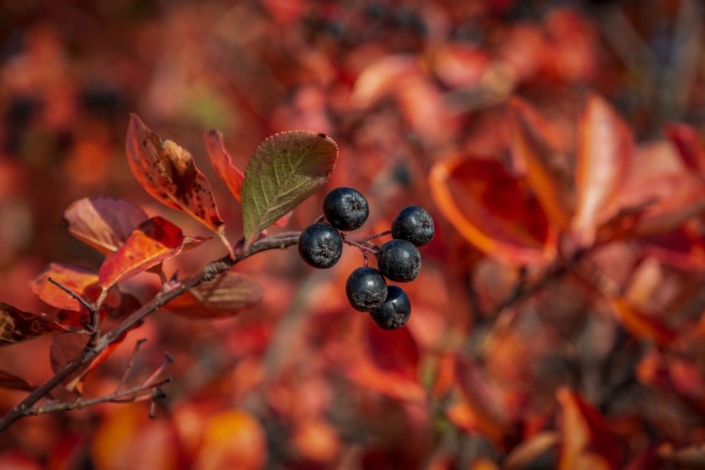 Photograph by Tariel Sarkarov