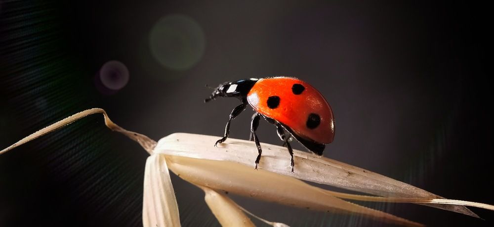 Photograph by Катерина Ермолаева