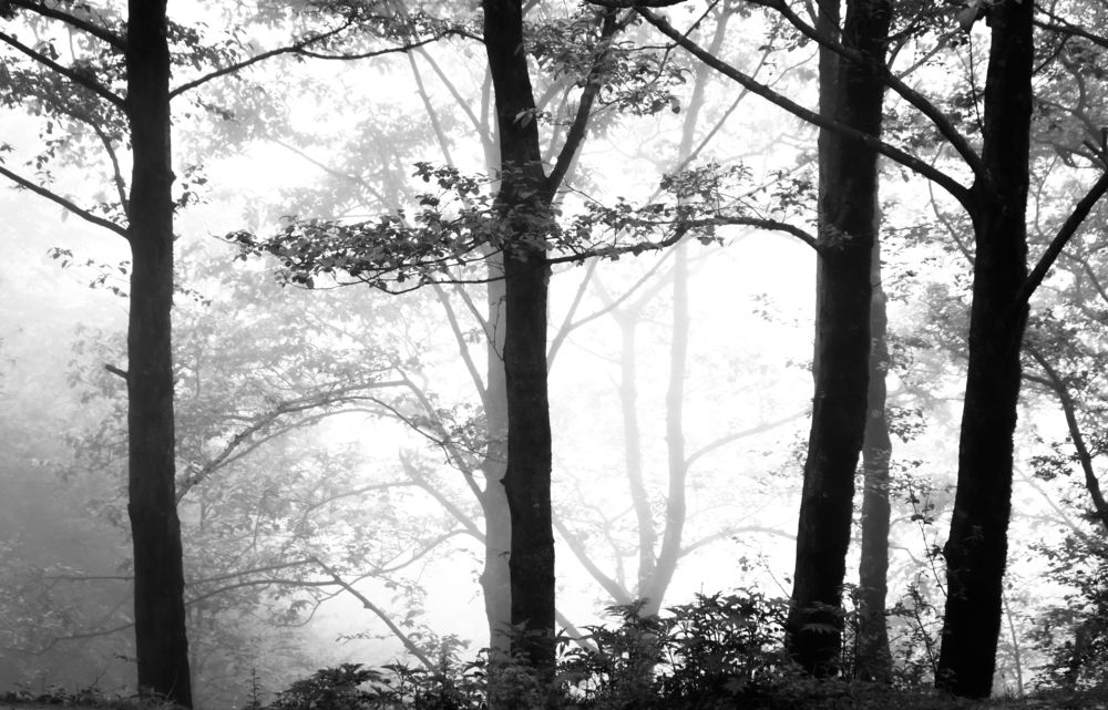 Photograph by Oruji Touraj