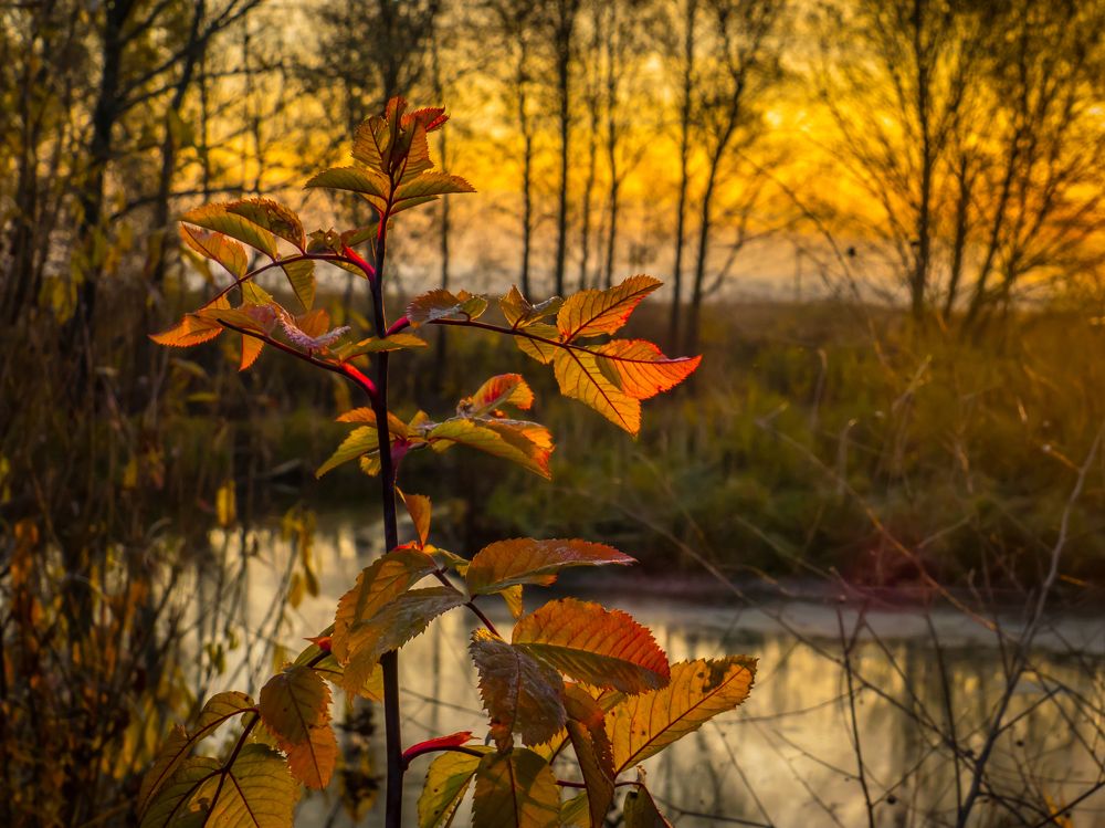 a branch with fading leaves on the shore of a small forest lake