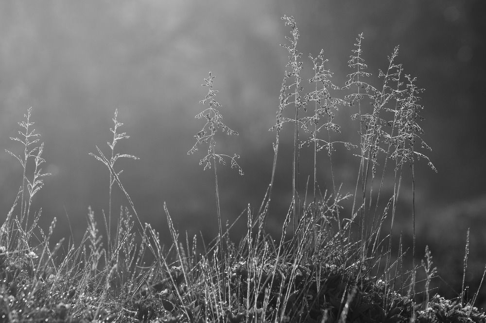 Photograph by 
