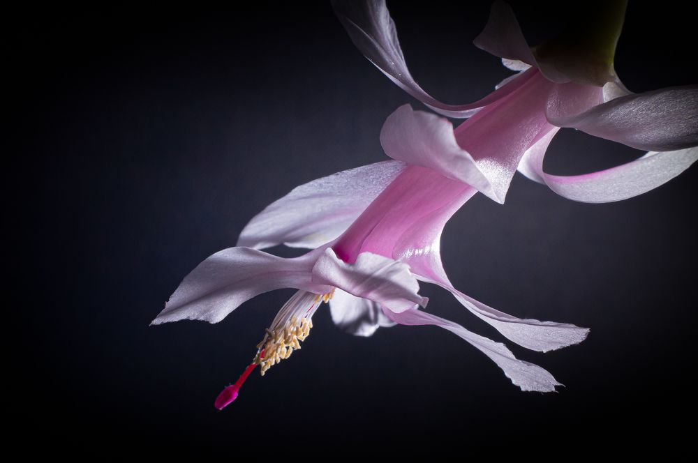 Photograph by Вячеслав Смеликов