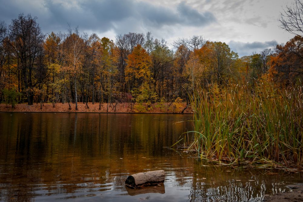autumn pond