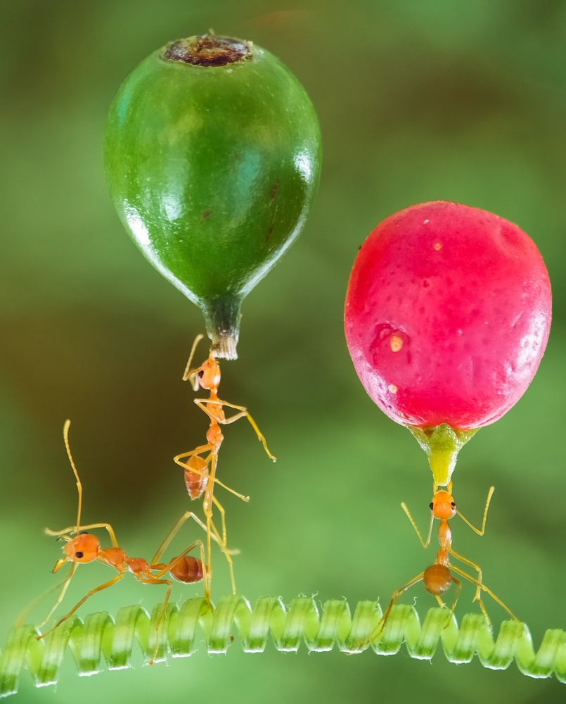 Photograph by Dede Deka