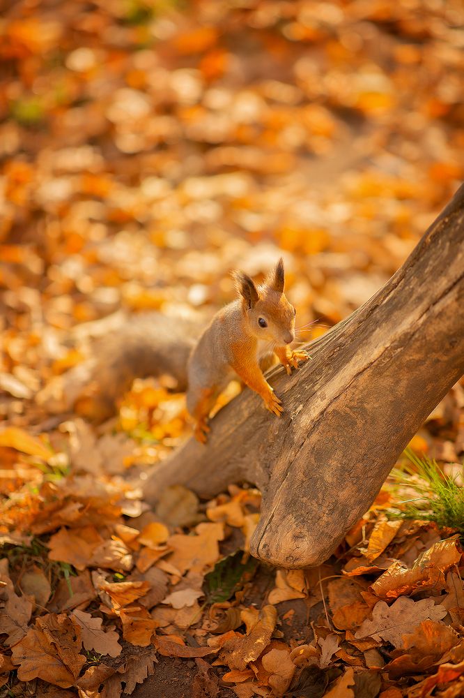 Photograph by Svetlana Reichenberger