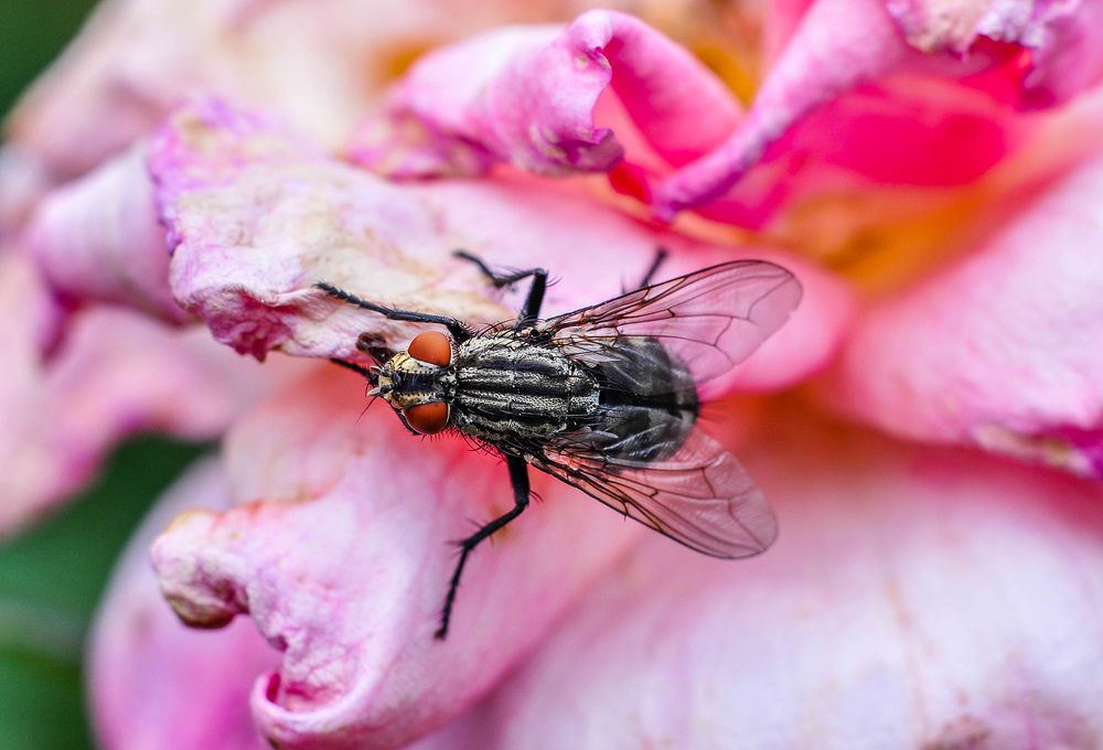 Photograph by Олеся zme