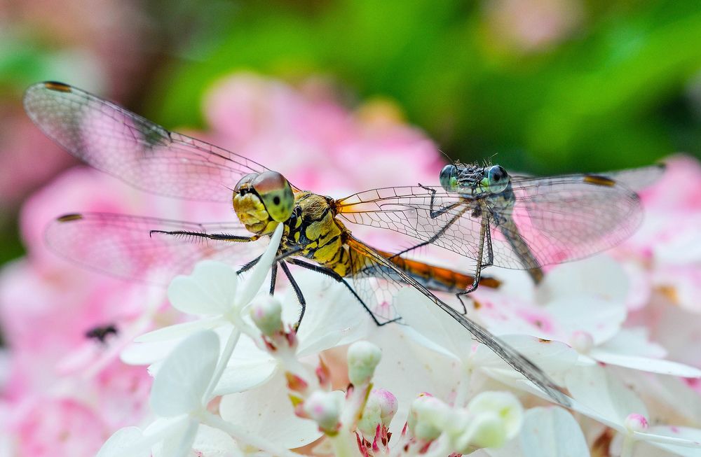 Photograph by Олеся zme