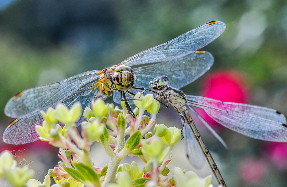 Photograph by Олеся zme