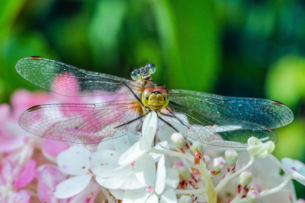 Photograph by Олеся zme