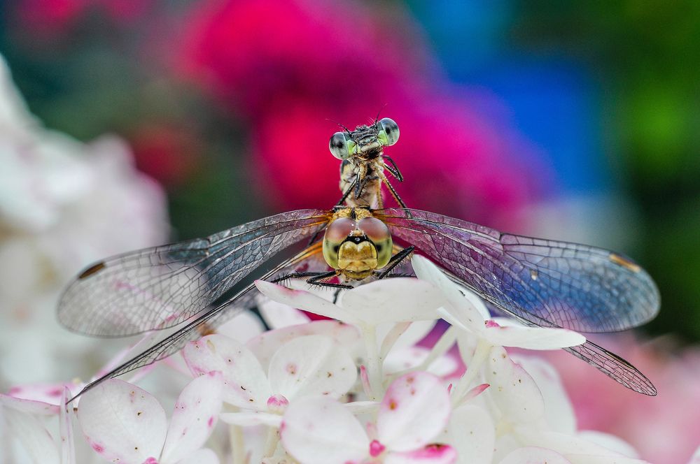 Photograph by Олеся zme