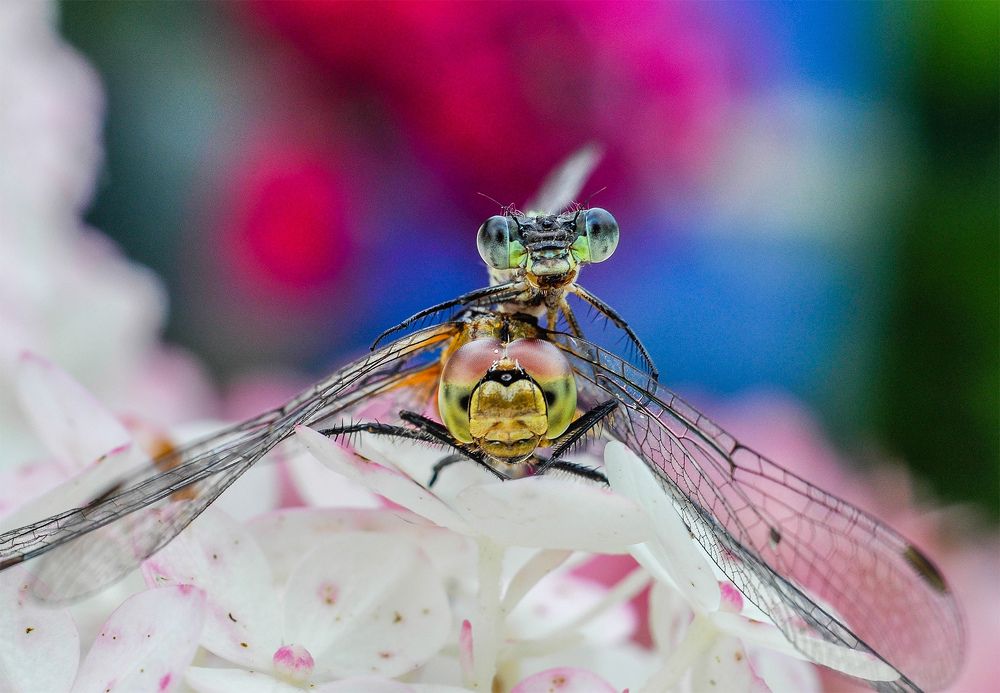 Photograph by Олеся zme