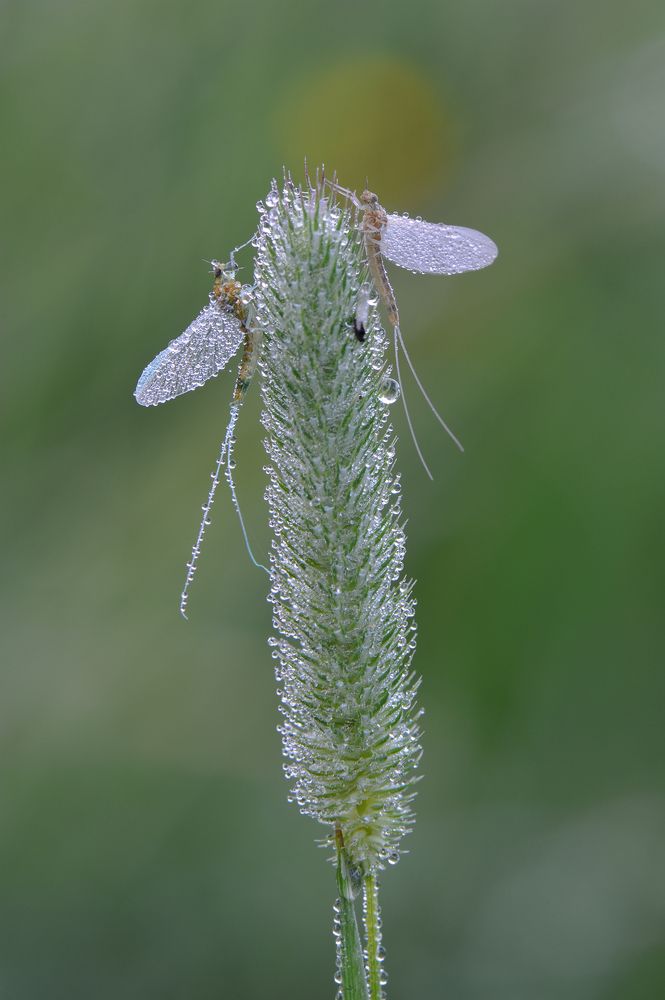 Белые росы.