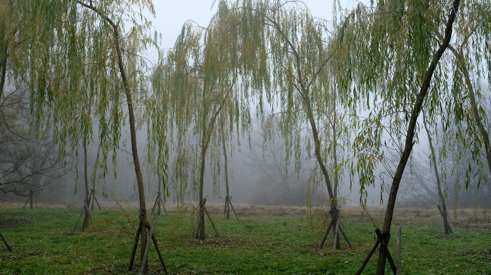 Photograph by Наталья Жигарева