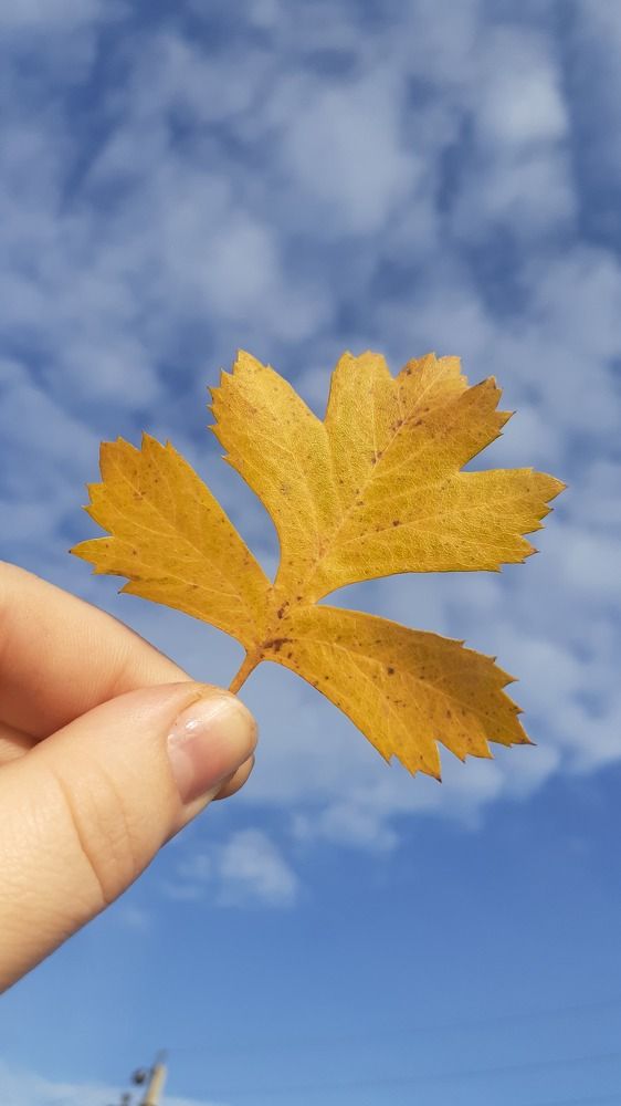 Photograph by Екатерина Неваленная