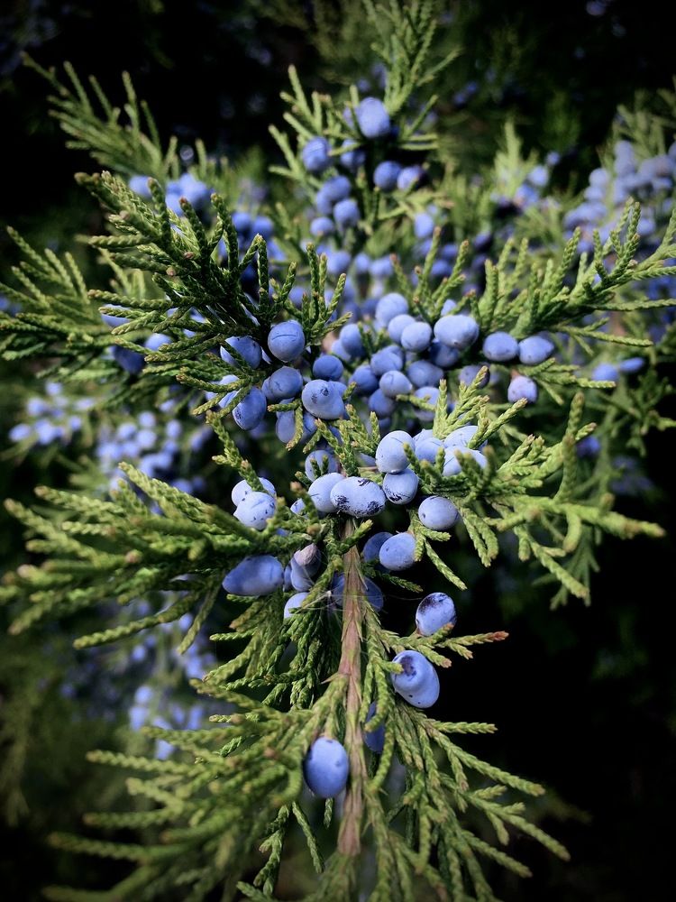 Природа крупным планом