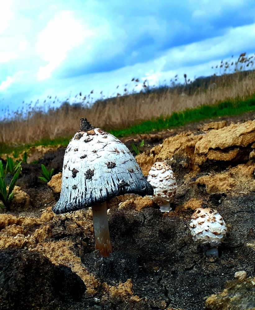 Photo #6690037