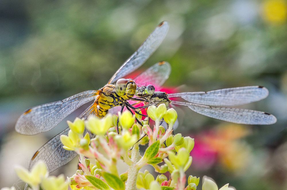 Photograph by Олеся zme