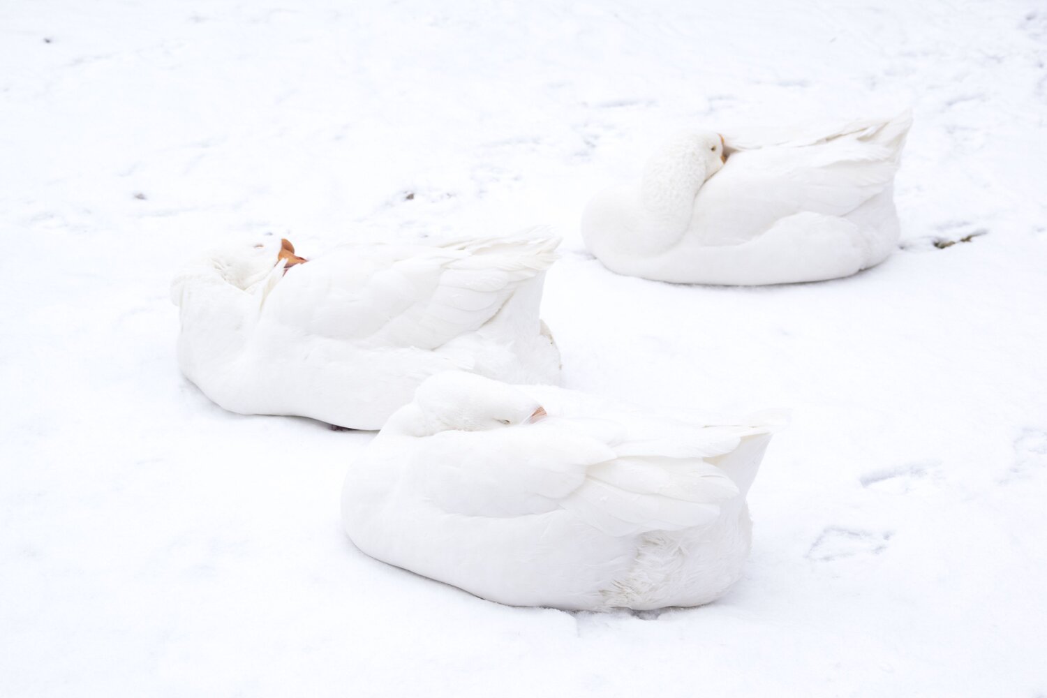 Photo #6690406