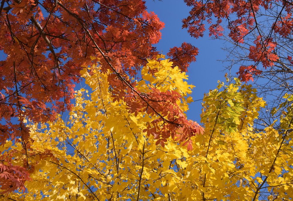 Желто-красная осень