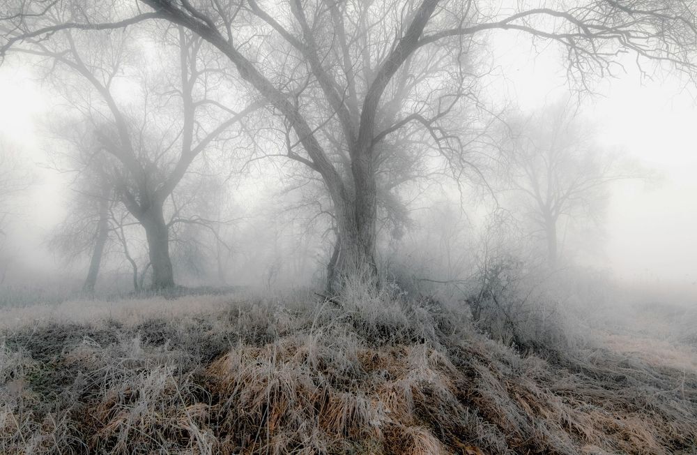 Old magic trees in the fog