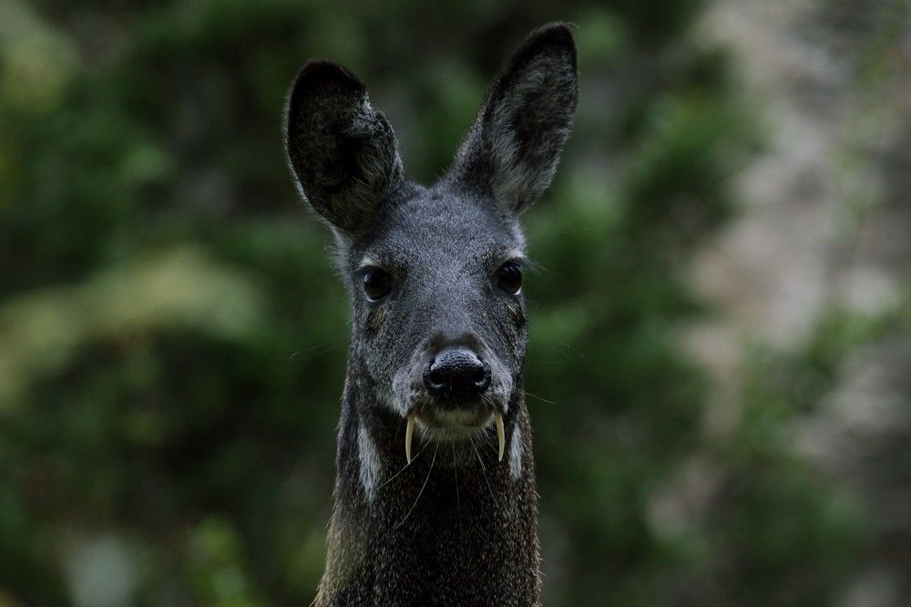 Photograph by Leki Wangdi Mr.