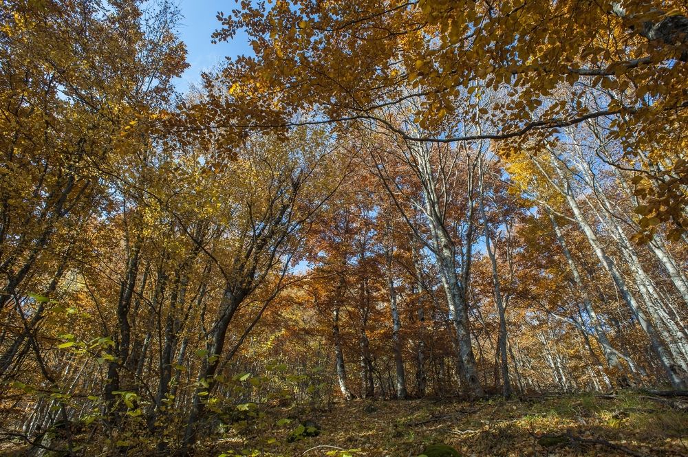 Photograph by Boris Tashkov