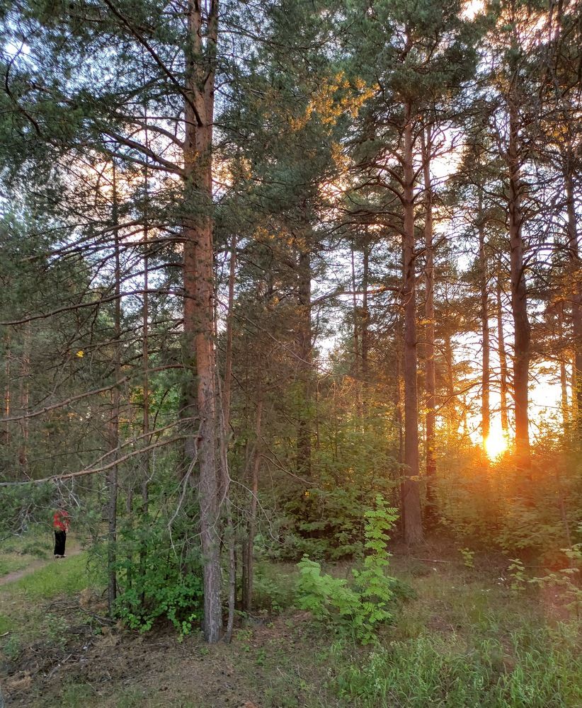 Солнце на закате пробивается через лес.