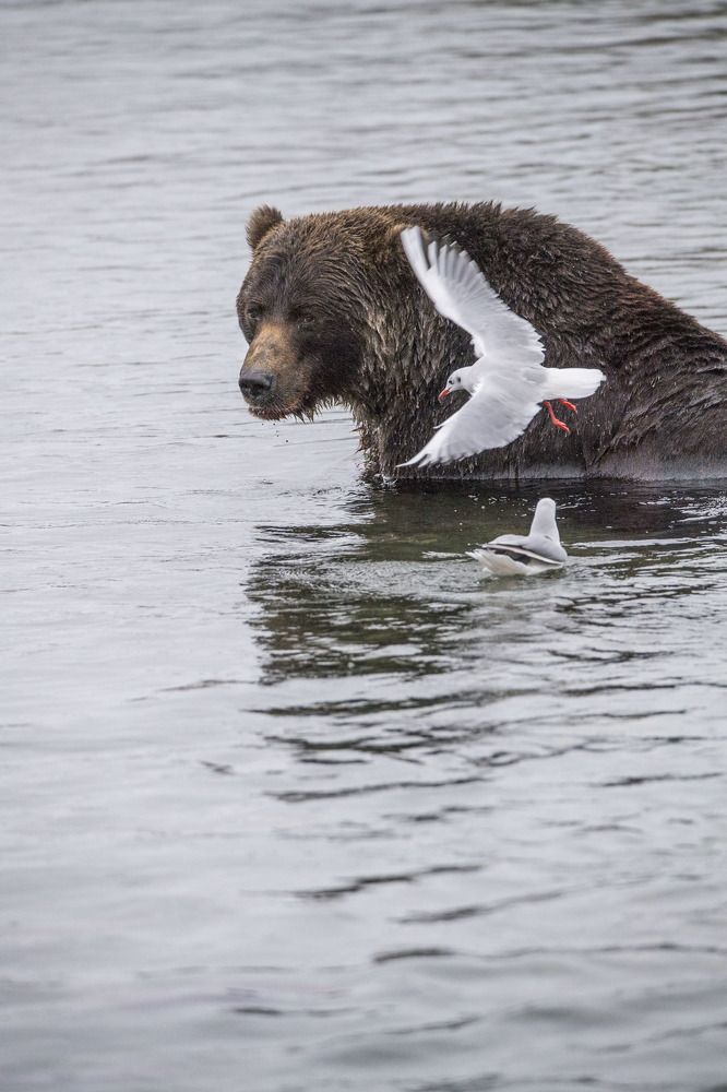 Photograph by Алексей Шаскольский