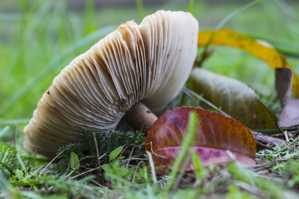 Photograph by János Rábli