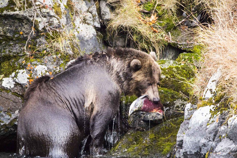 Photograph by Алексей Шаскольский