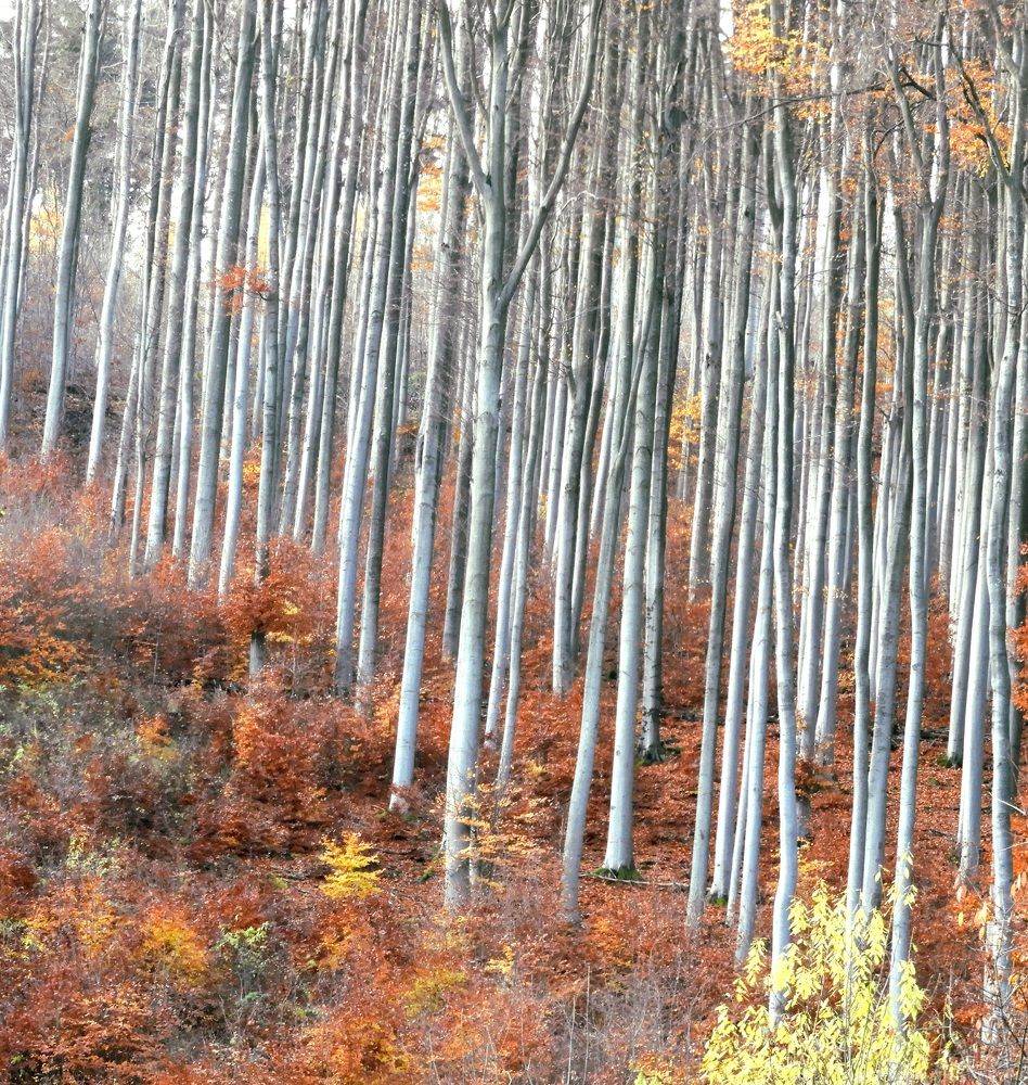 Фотография автора Bastini Gabriele