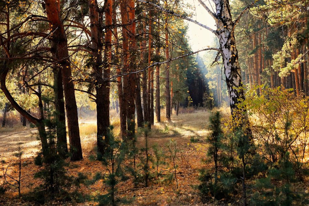 Photograph by Федоренко Элеонора