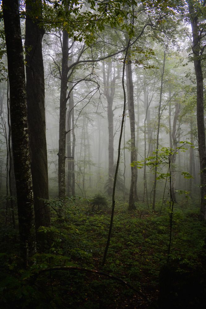 туманное утро в лесу