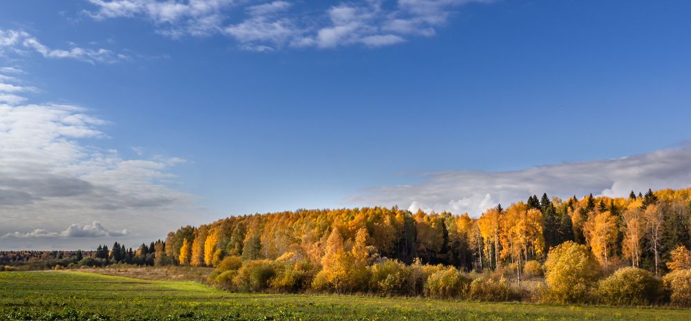 ОСЕННЕЕ ЗОЛОТО ЛЕСА