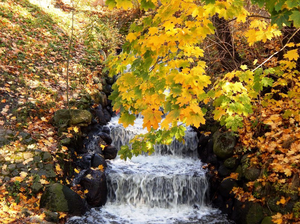 Кленовый лист