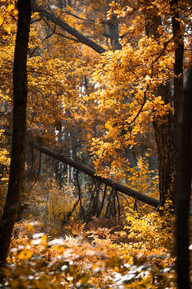 Фотография автора Алексей Григорьев