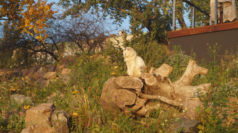 Фотография автора Наталия Привал