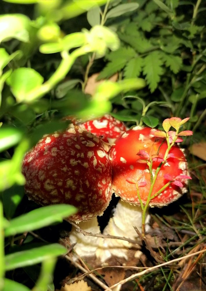 Photograph by Ирина Кортюкова