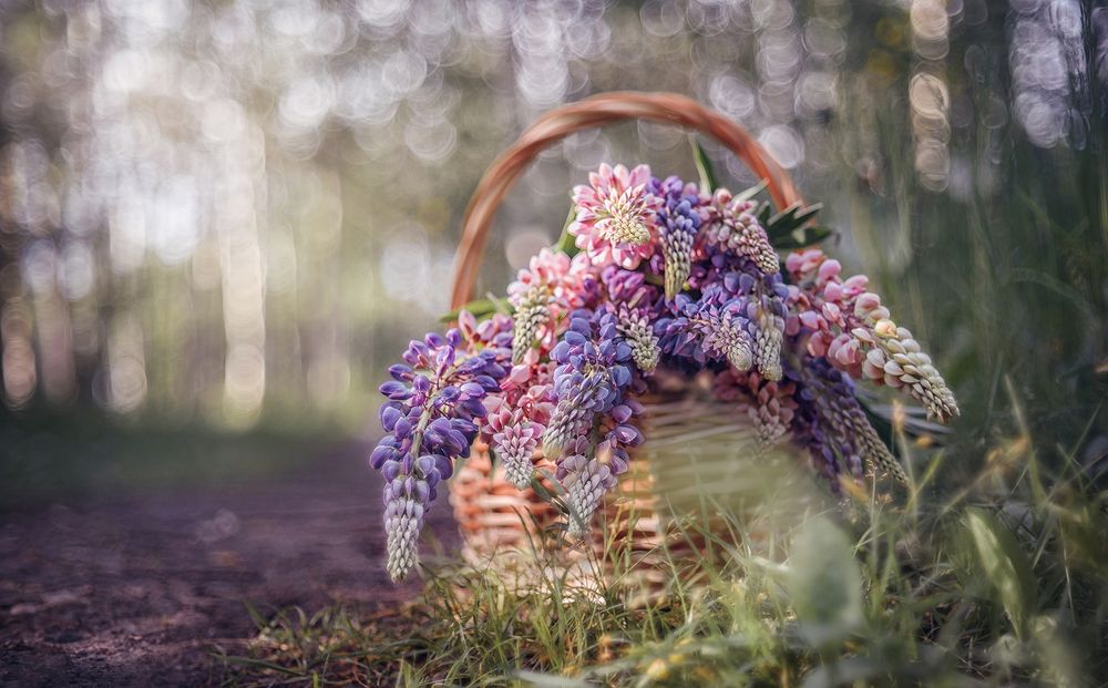 Летняя сказка