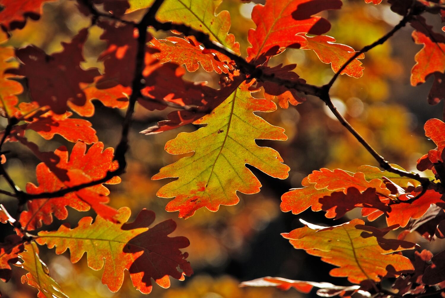 Photo #6693000