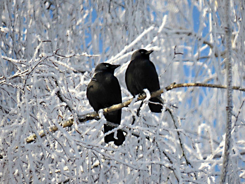 Two jackdaws on a tree covered with hoarfrost